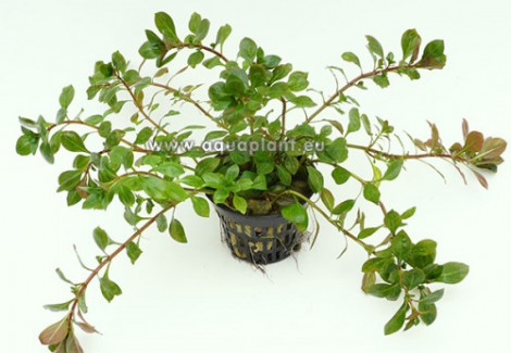 Ludwigia Glandulosa Jumbo Pot 8Cm