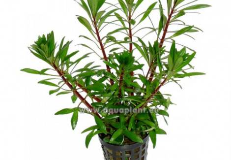 Ludwigia Inclinata Verticillata