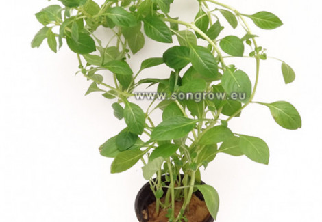 Ludwigia Palustis Green