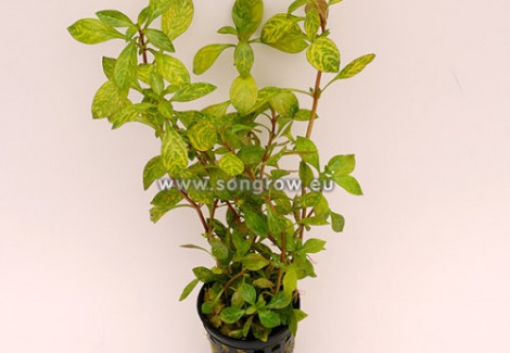 Ludwigia Parigata