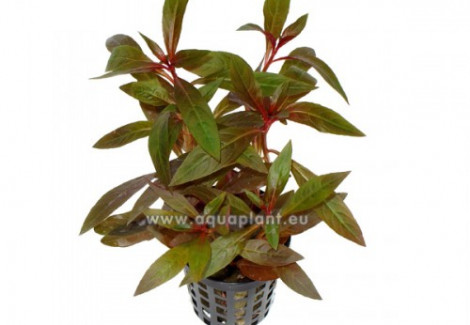Ludwigia Perennis