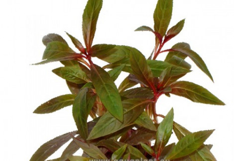 Ludwigia Perennis Jumbo Pot 8Cm