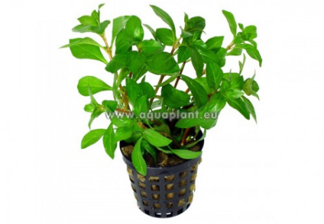 Ludwigia Repens