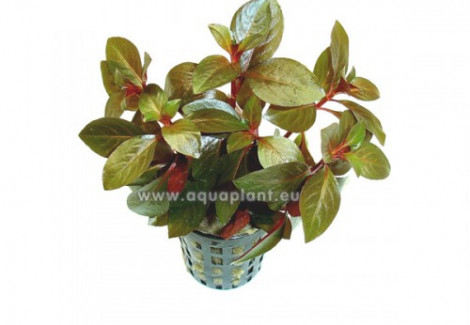 Ludwigia Repens Rubin