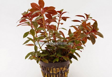 Ludwigia Repens Rubin  Jumbo Pot 8Cm