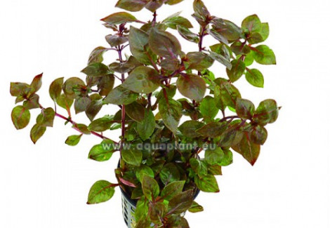 Ludwigia Sp. Super Red