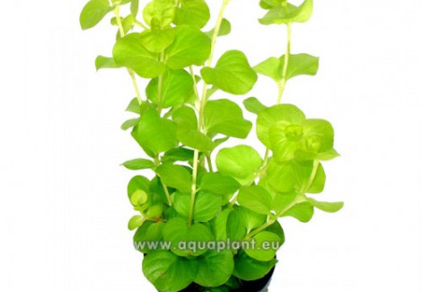 Lysimachia Aurea (Yellow)