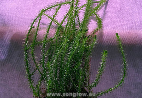 Mayaca Fluviatilis