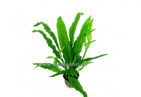 Microsorum Minor (Thin Leaves)