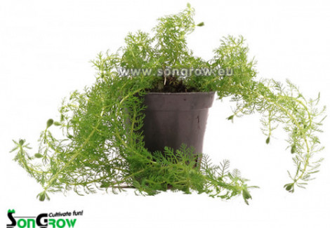 Myriophyllum Guyana