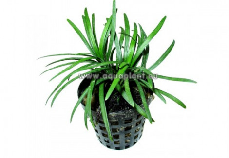 Ophiopogon Kyoto