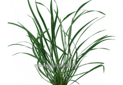 Ophiopogon Variegata