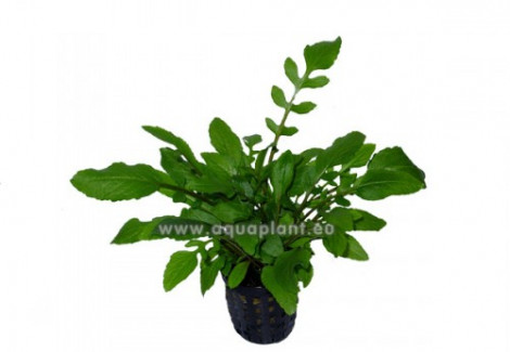 Rorippa Aquatica (Syn: Armoracia Aquatica)