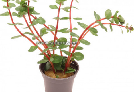 Rotala Rotundifolia 'Orange Juice'