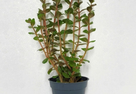Rotala Sp Blood Red