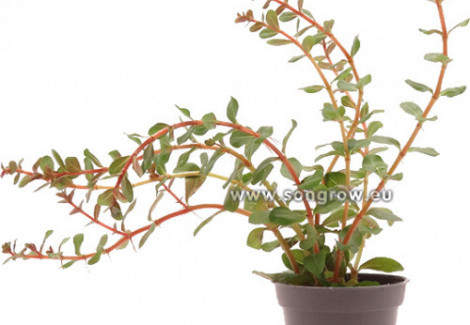 Rotala 'Vietnam H'Ra'