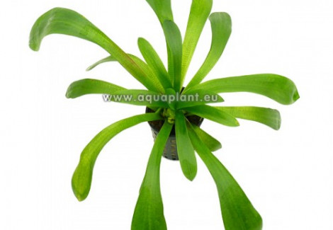 Sagittaria Platyphylla