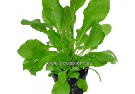 Samolus Valerendi (Salad)