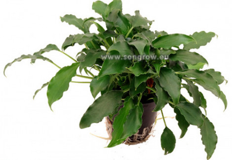 Schismatoglottis Preitoi