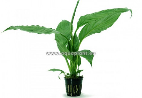 Spathiphyllum Green