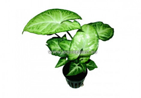 Syngonium Wit/Groen