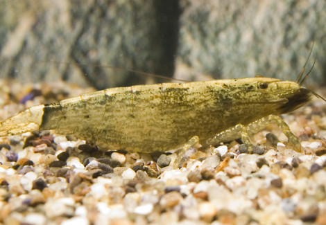 Atyopsis Moluccensis M
