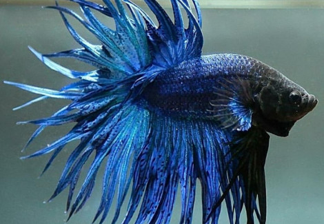 Betta Maschio Crown Tail Blue L-Xl