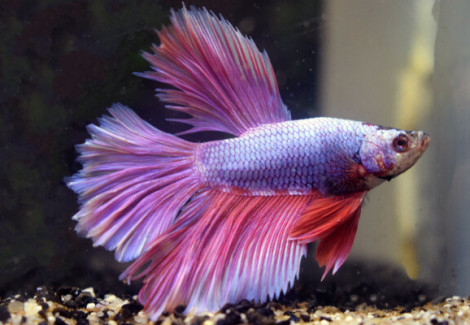 Betta Maschio Half Moon Butterfly Lavender L-Xl