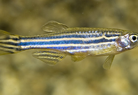 Brachydanio Rerio S