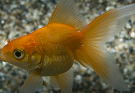 Carassius Auratus Fantail Rosso  5-6 Cm