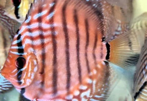 Discus Brown 13-15 Cm