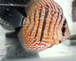Discus Turchese Heckel 8-9 Cm