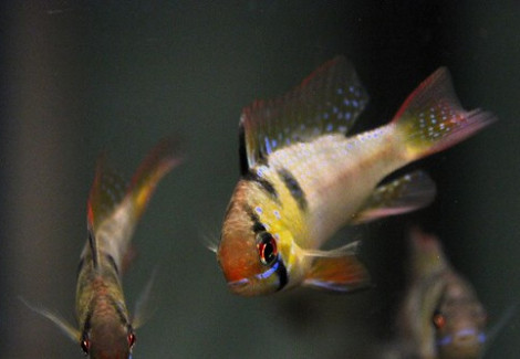 Microgeophagus Ramirezi M