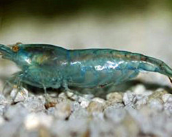 Neocaridina Davidi Blu Mix 1-2 Cm