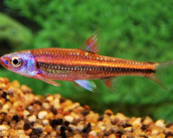 Notropis Chrosomus M
