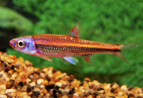 Notropis Chrosomus M