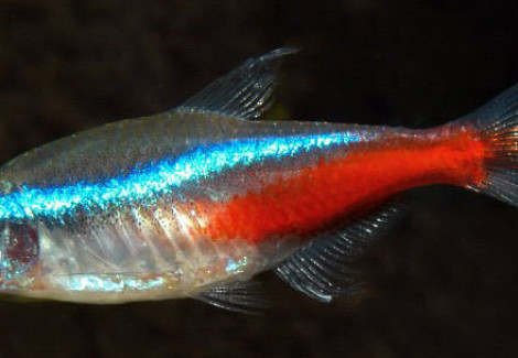 Paracheirodon Innesi Ml