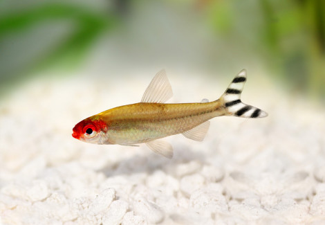 Petitella Georgiae L