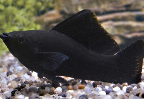 Poecilia Sphenops (Molly) Black L Italia