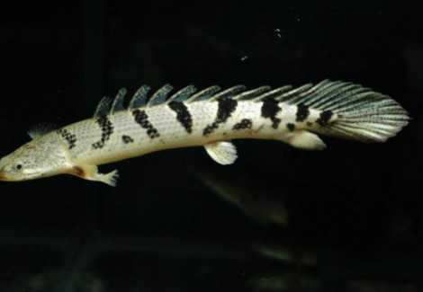 Polypterus Delhezi 7-9 Cm