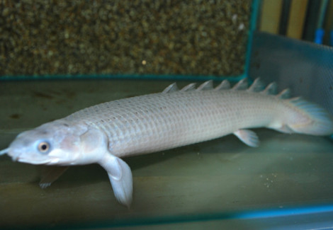 Polypterus Senegalus 6-8 Cm