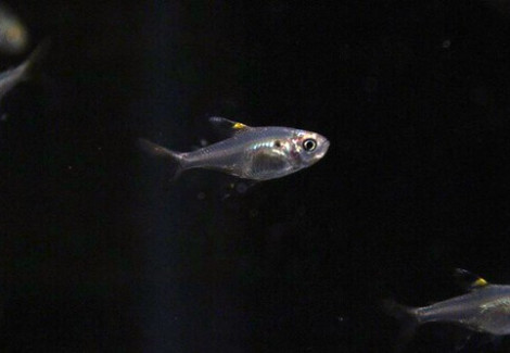 Pristella Maxillaris L