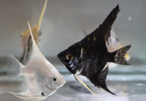 Pterophyllum Sc. Assortiti Ml