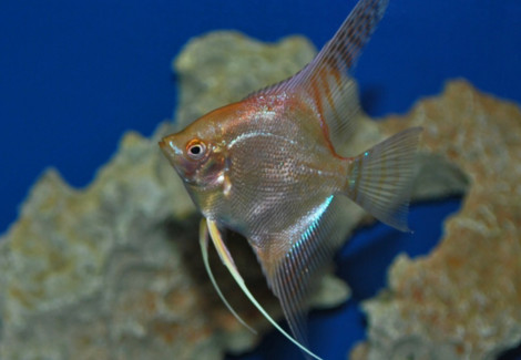 Pterophyllum Sc. Oro Sm