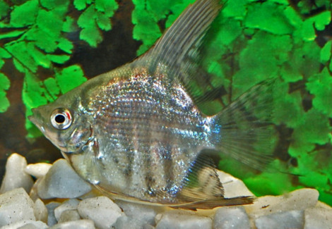 Pterophyllum Sc. Zebra Ml