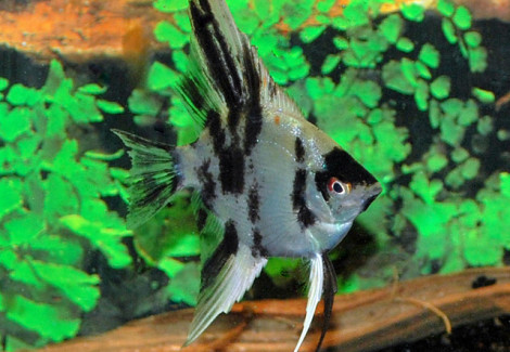 Pterophyllum Scalare Koi S