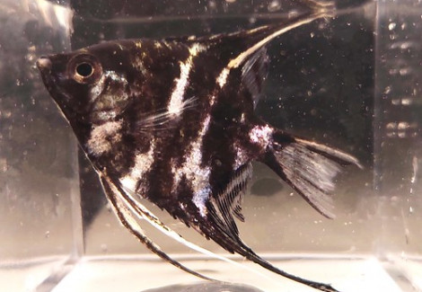 Pterophyllum Scalare Marmo M