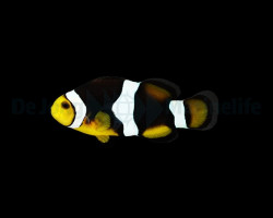 Amphiprion Percula (Onyx) - Djm Allevato Europa S