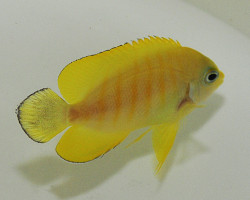 Centropyge Eibli (Tigerpyge) M