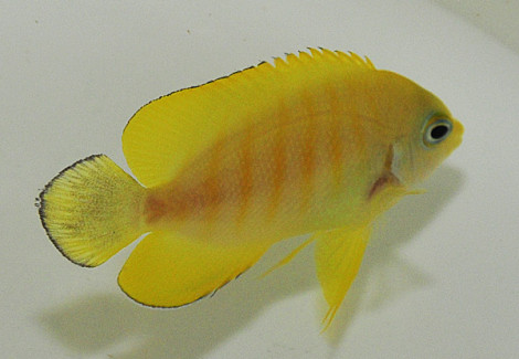Centropyge Eibli (Tigerpyge) M